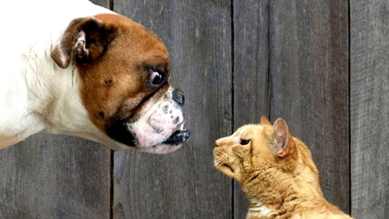 Η γάτα που σπάει τα στερεότυπα και ταΐζει το σκύλο του σπιτιού (βίντεο)